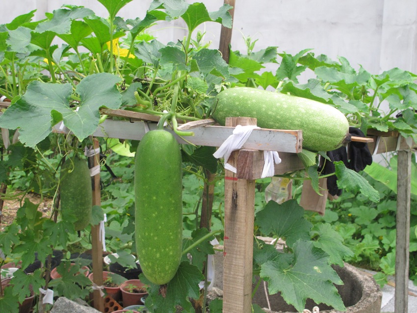 GÓC VƯỜN