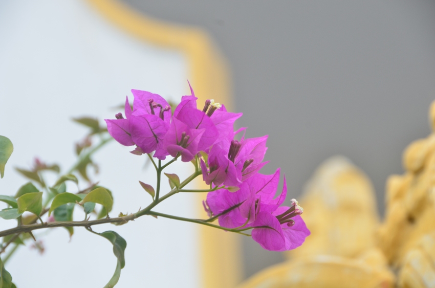 ÂN PHÚC VÀ SỨ VỤ