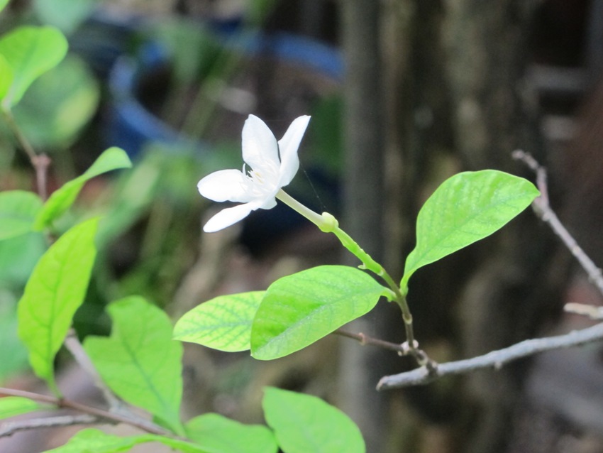 XIN ƠN SỜ ĐẾN ÁO NGƯỜI