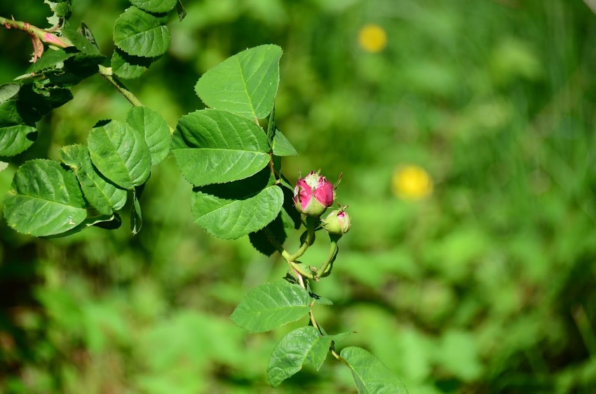 BẼ BÀNG