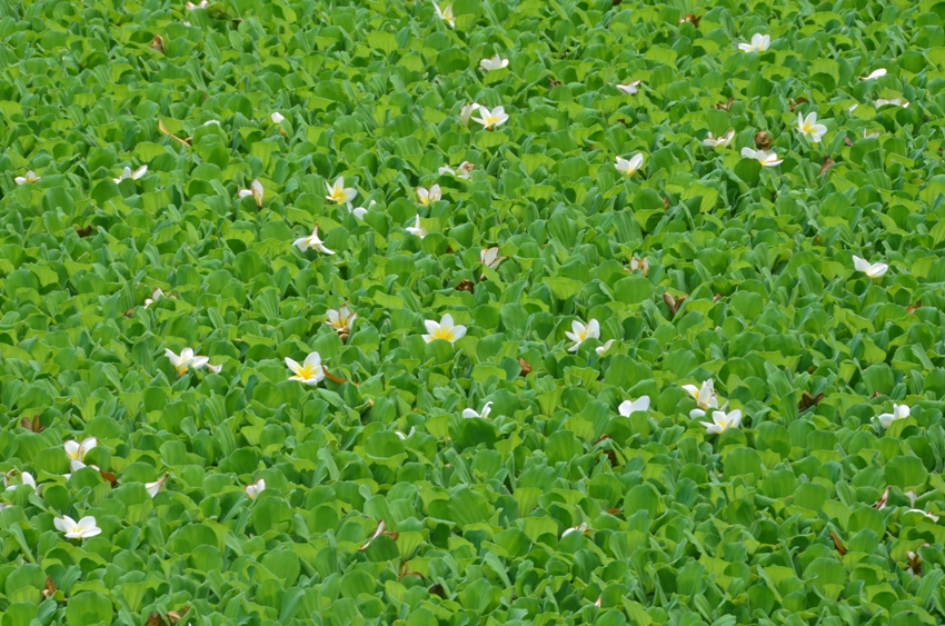 VINH QUANG PHÙ PHIẾM