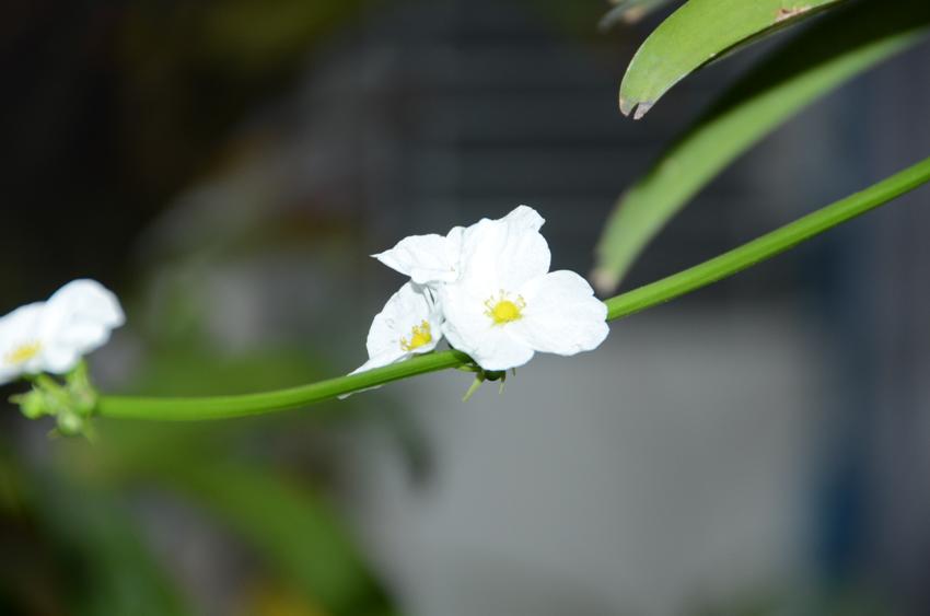 TÌNH BẠN GIONATHAN