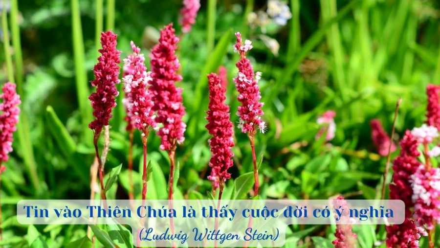 Tin vào Thiên Chúa là thấy cuộc đời có ý nghĩa