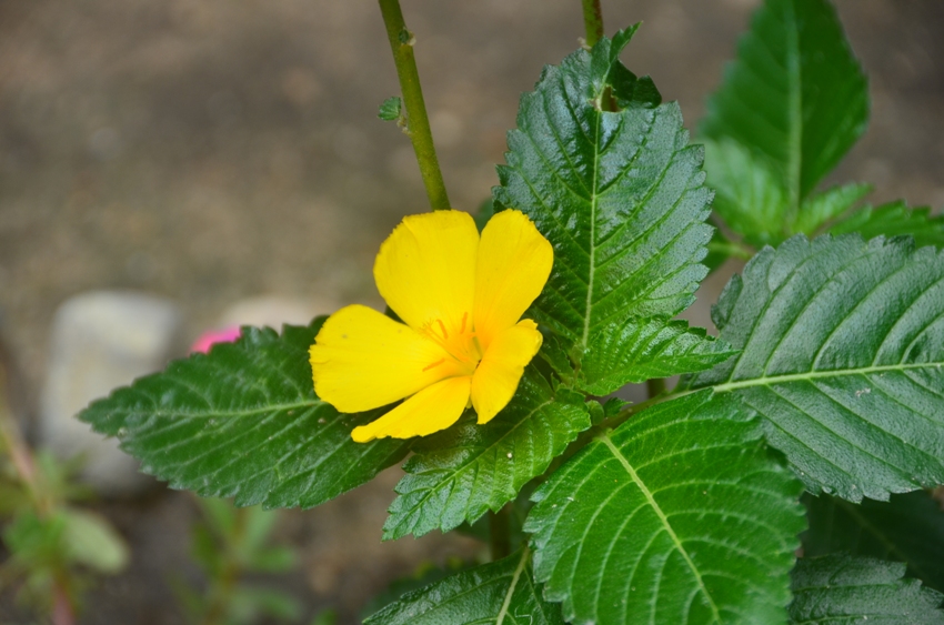 NÉN BẠC CHÚA TRAO